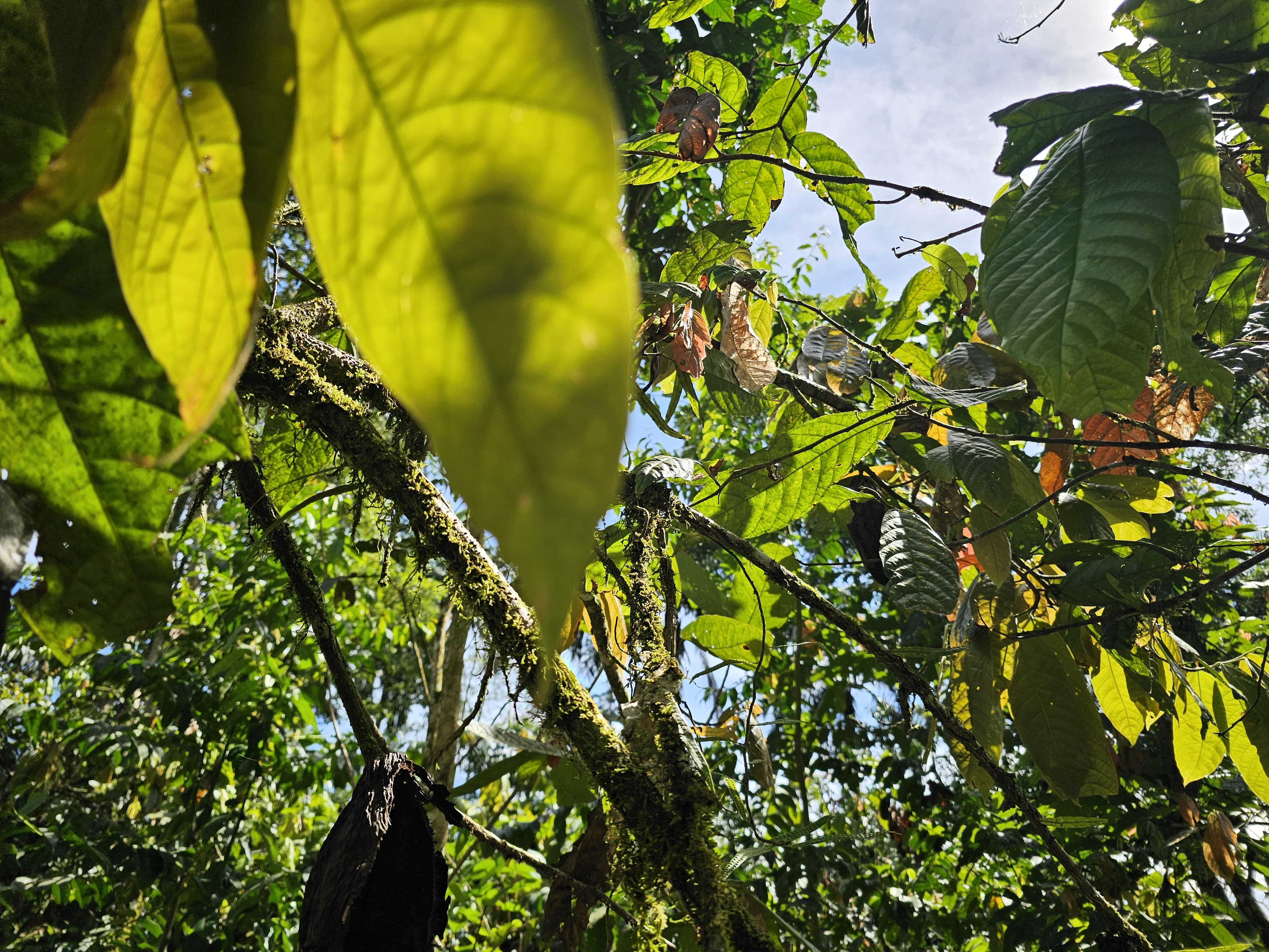 View of the vegetation and tree canopy providing shade to the crop.