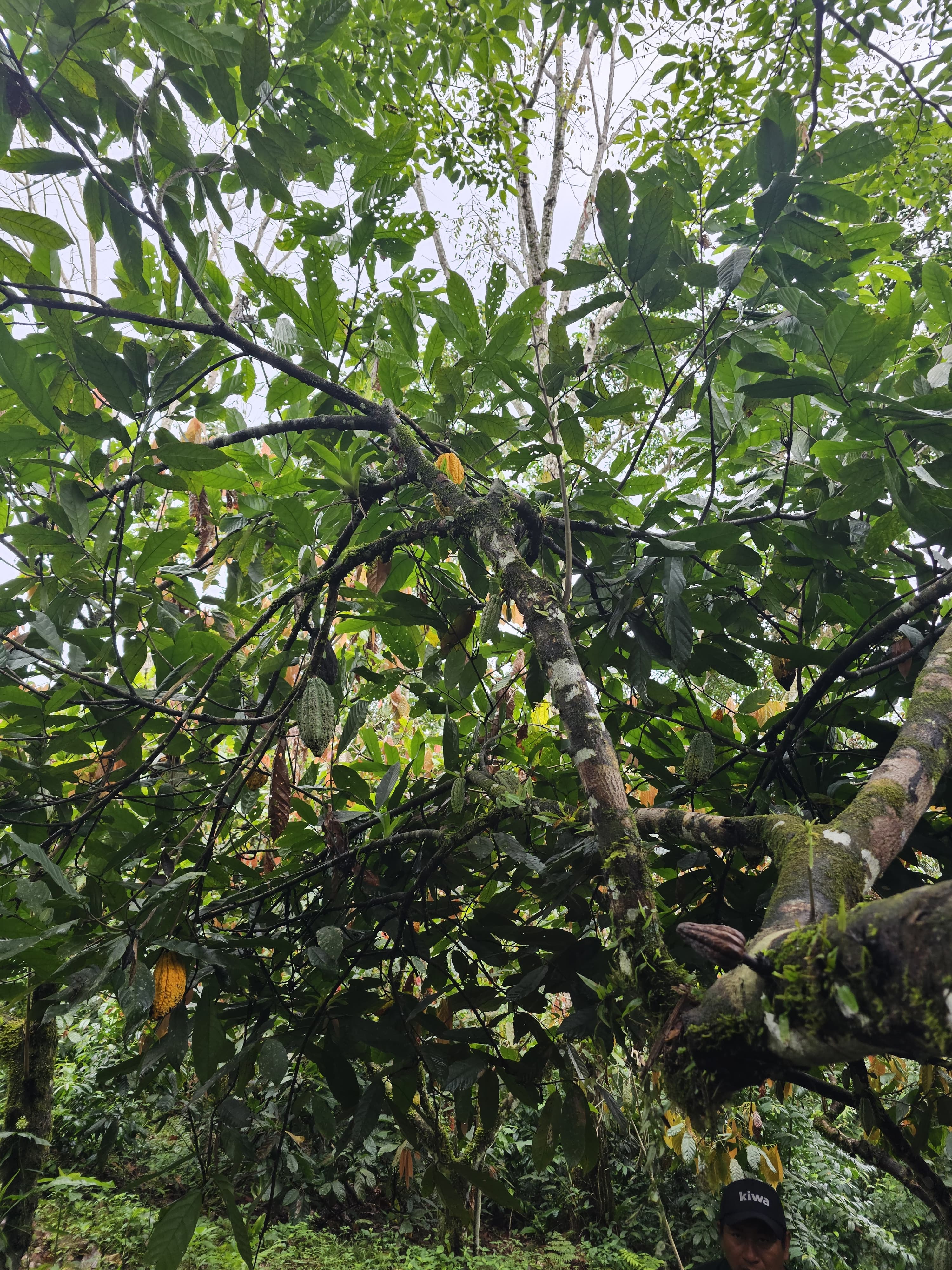Observation of a cocoa tree in the production stage with fruits on the branches.