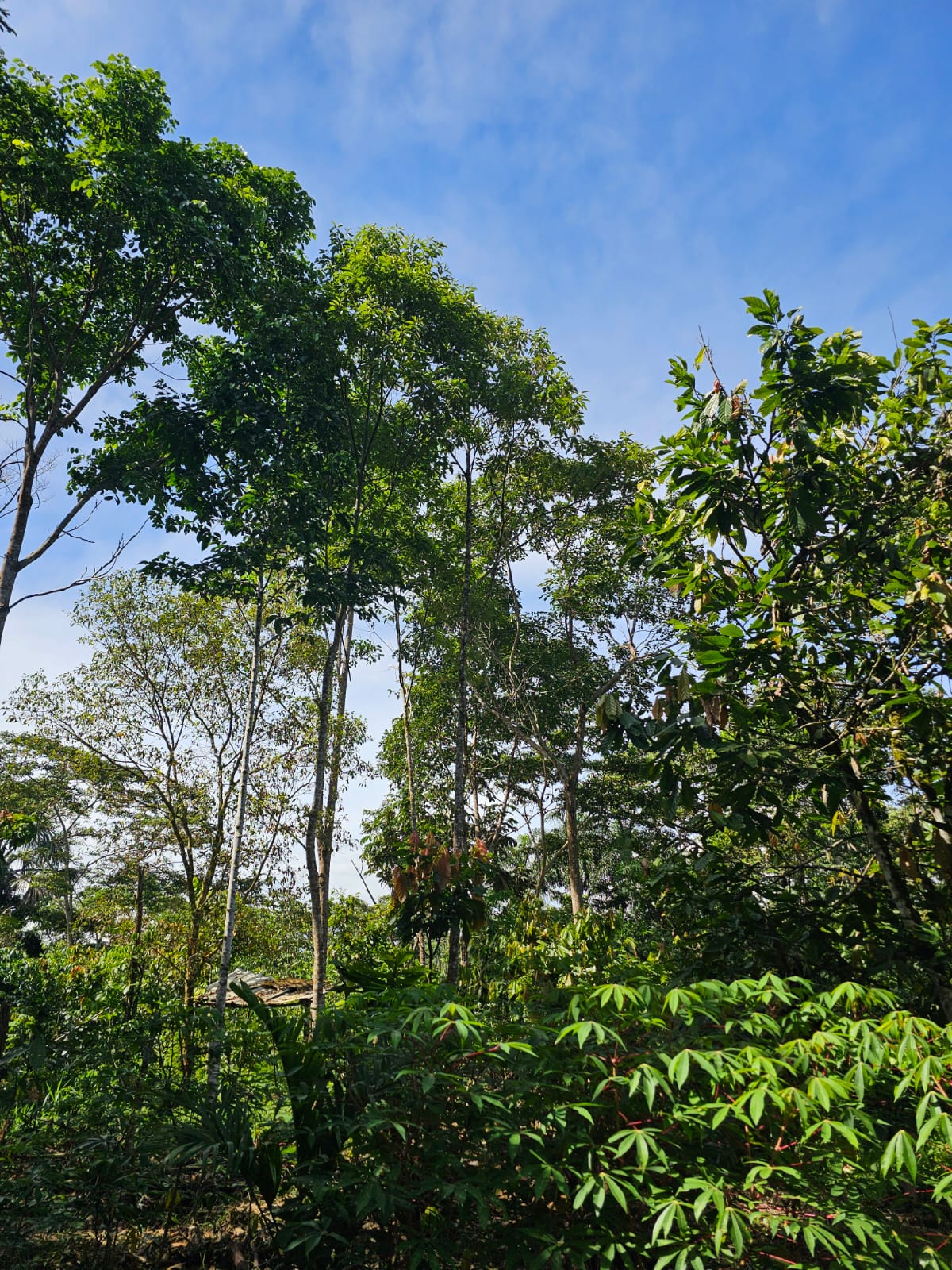 General view of forest biodiversity and the surrounding ecosystem.