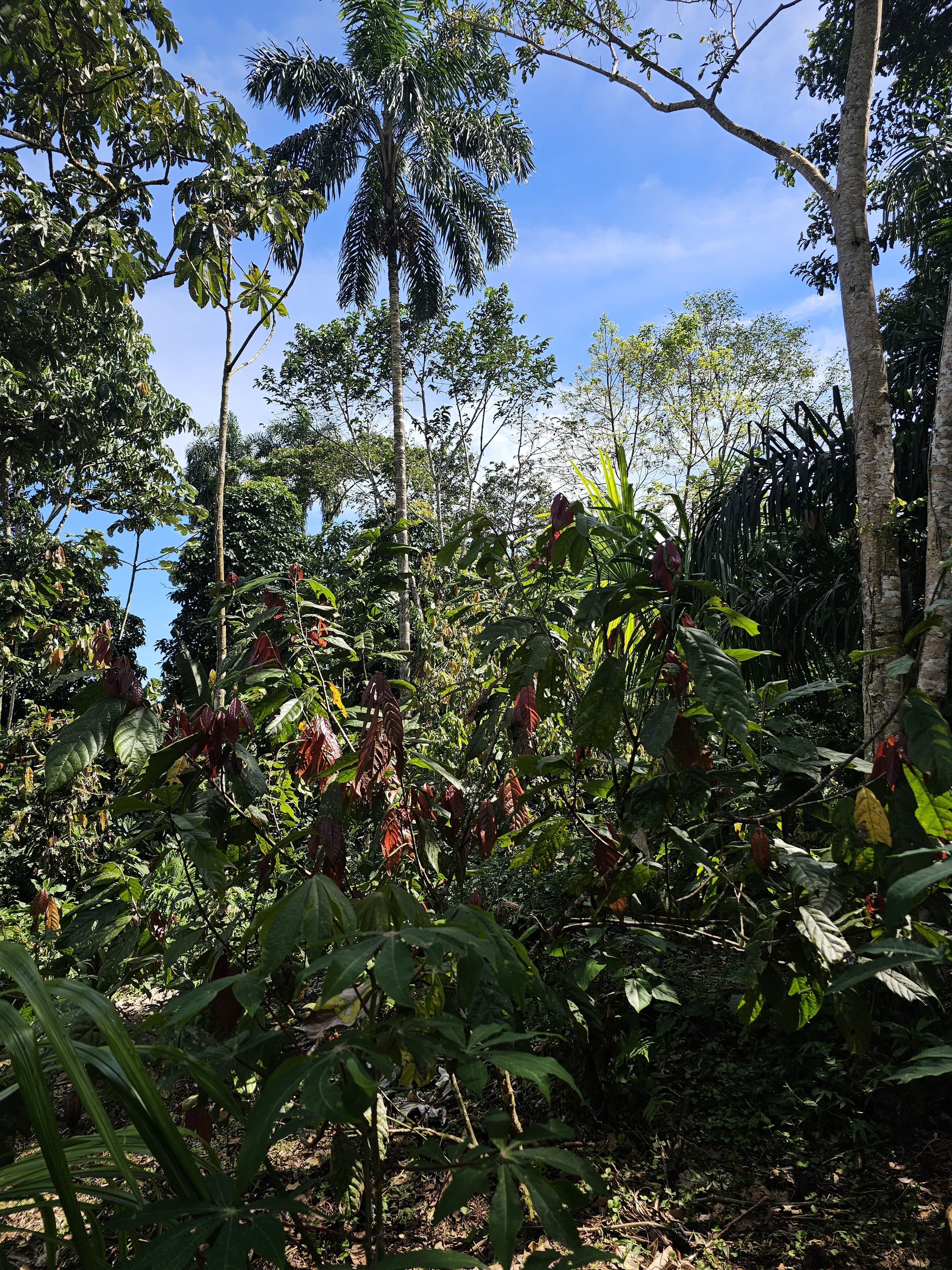 Agroforestry landscape showing the coexistence of different plant species.