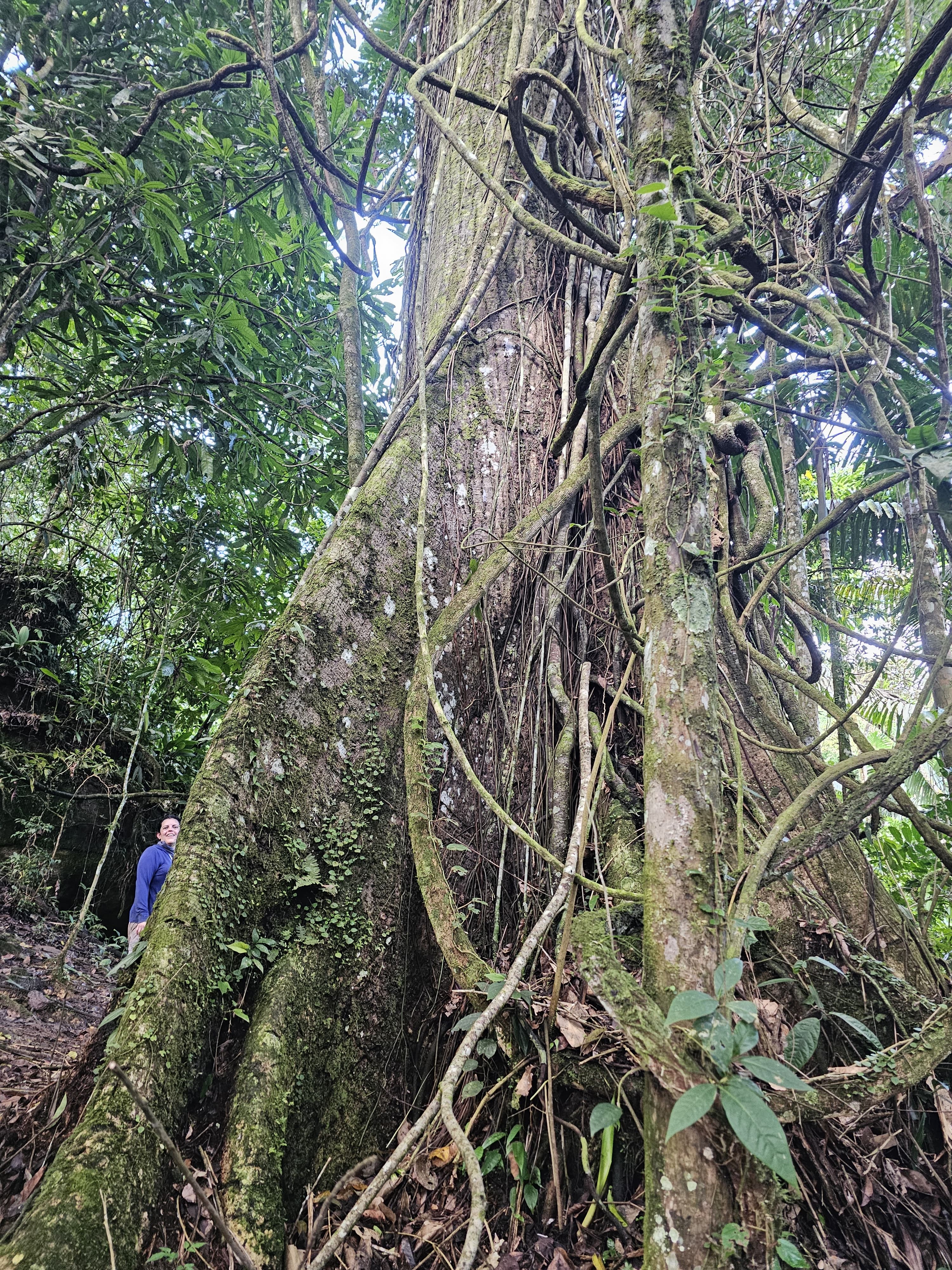 Photographic record next to a centennial tree with large buttress roots.