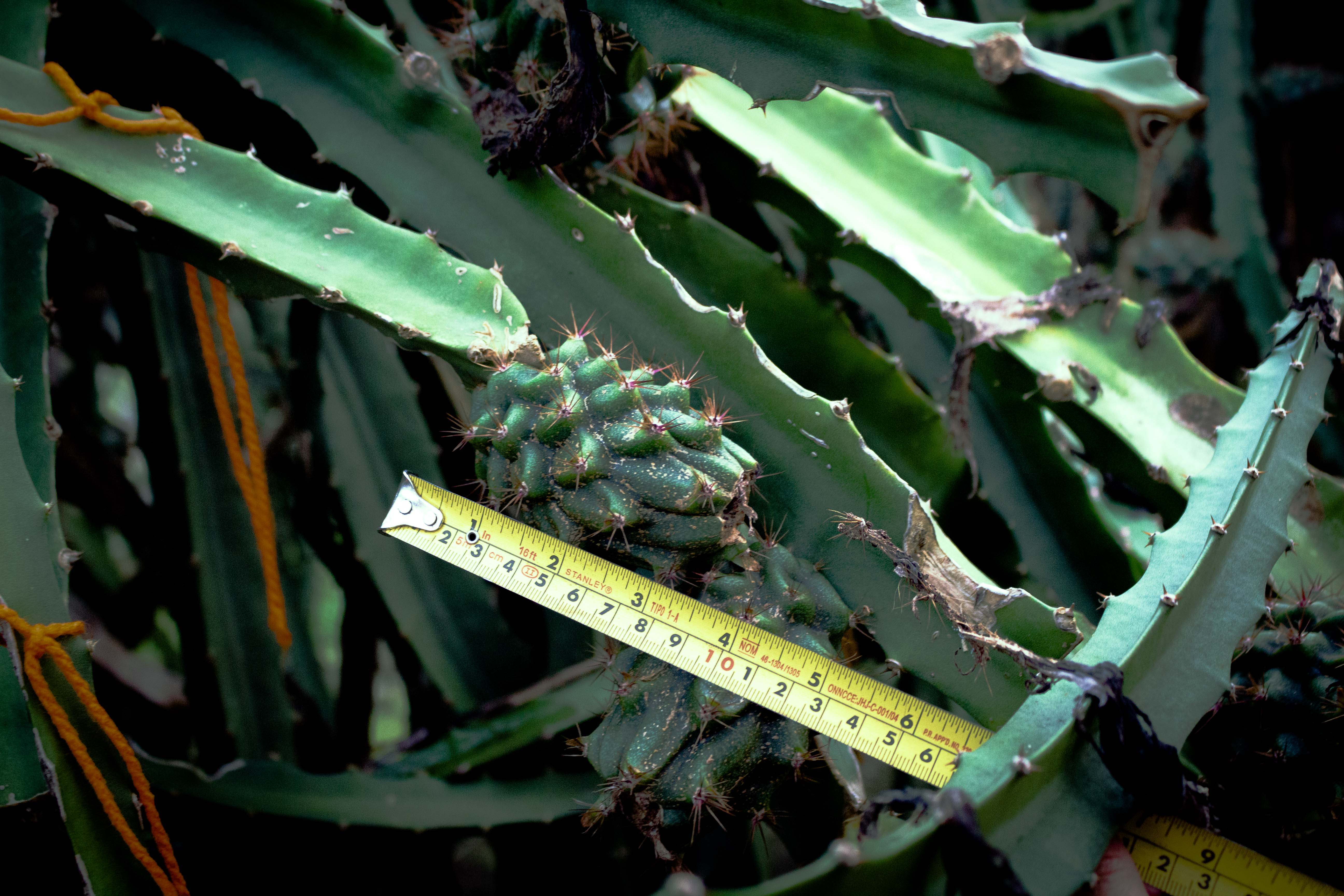 Detail of measuring a developing dragon fruit with a tape measure.