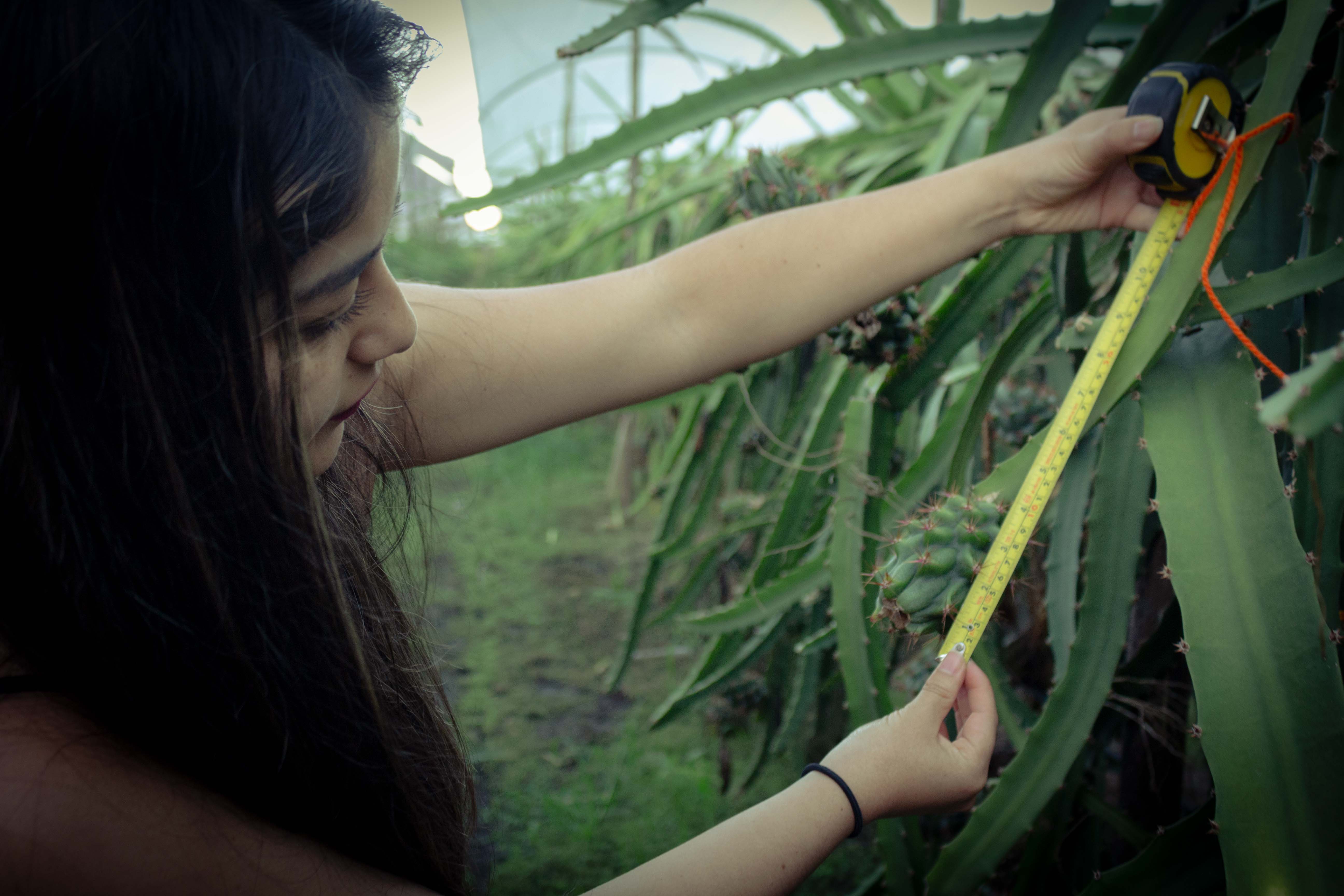 Manual taking of morphometric measurements of the dragon fruit directly in the field.